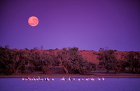 OB112 Pelicans, Full Moon, Coongie Lakes, South Australia